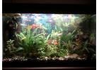 Продам аквариумные растения