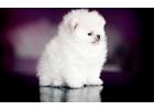 Щенки шпица померанского