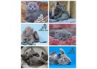 Британские коты, кошки, киски, котята из питомника