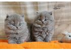 Английские  длинношерстные котята
